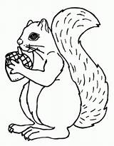 Coloring Squirrel Acorn Pages sketch template