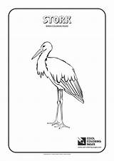 Coloring Stork Pages Cool Birds Print Animals sketch template