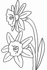 Coloring Daffodil Printable Print Pages Getcolorings Color Daffodils sketch template