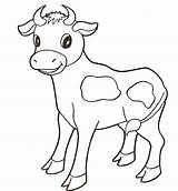 Baby Cow Coloring Calf Pages Categories sketch template