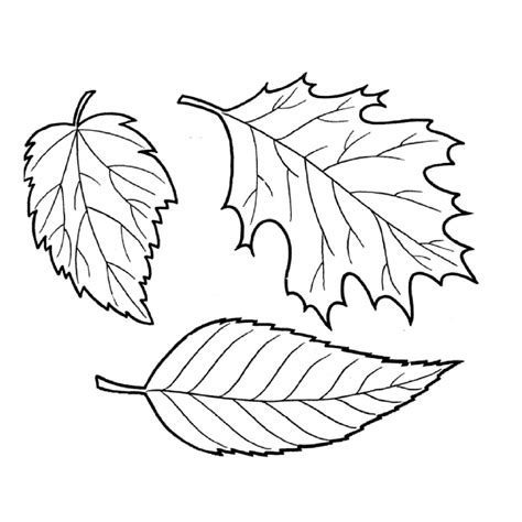 leaf coloring printables  activity fall leaves coloring pages