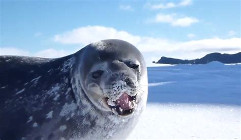 listen  actual seals sing seals kiss   rose