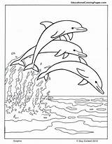 Coloring Dolphin Dolphins Pages Visit Group Printable Letscolorit sketch template