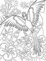 Coloring Pages Macaw Birds Recommended sketch template