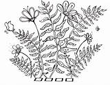 Ferns Converted sketch template