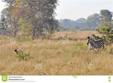 zebra chasing wild dogs stock image image  social