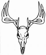Skull Deer Drawings Head Drawing Simple Whitetail Paintingvalley Sketch Clipart Stag sketch template