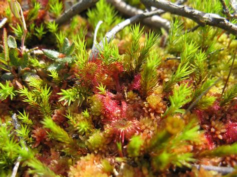 peat moss good  plants  bad   planet news