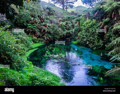 zealand blue springs blue river surrounded  native bush stock photo alamy