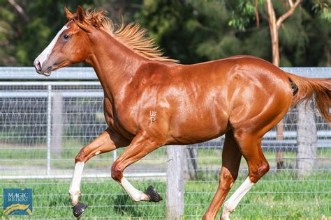 2021 gold coast yearling sale lot 56 russian