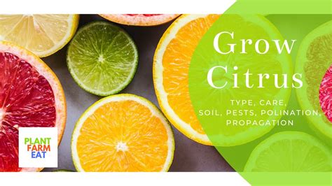 grow citrus indoors youtube