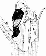 Woodpecker Coloring Pages Red Headed Woodpeckers Printable Gif Kids Supercoloring Clipart Categories Pixels Bird Choose Board Drawing sketch template