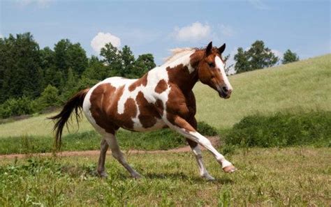 american paint horse rasa koni western opis zdjecia ciekawostki