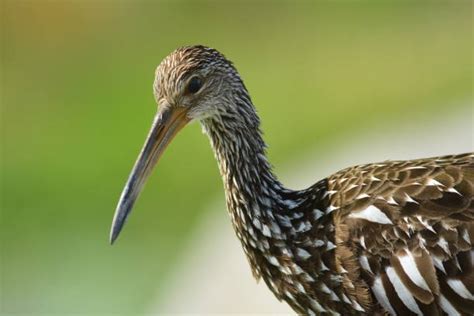 nictitating membrane stock  pictures royalty  images