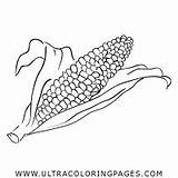 Coloring Corn Harvest Pages sketch template