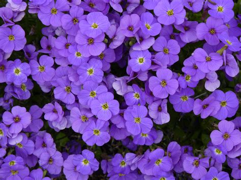 gratis afbeeldingen natuur bloesem fabriek bloeien de lente blauw flora wildflower