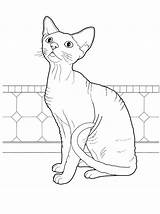 Coloring Pages Cat Choose Board sketch template
