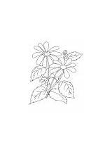 Eyed Susan Coloring Brown Growing sketch template