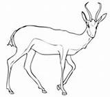 Coloring Springbok Pages Antelope Gazelles sketch template