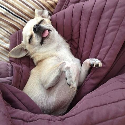 The 10 Most Awkward Chihuahua Sleeping Positions