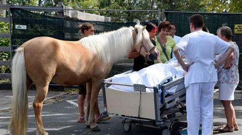 Letzter Wunsch Pferd Besucht Sterbende Frau In Klinik Bayern