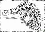 Coloring Pages Animal Realistic Printable Adults Wild Detailed Print Leopard Kids Animals Dog Awesome Color Getcolorings Amur Hound Getdrawings Colorings sketch template