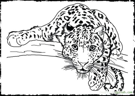 realistic wild animal coloring pages  getdrawings