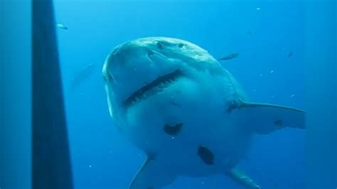 Video The ‘biggest Shark Ever Filmed ’ A Great White Named Deep Blue