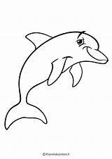 Animali Marini Pianetabambini Delfini Procedere Averla Tramite Oppure Disposizione Vostro Sul sketch template