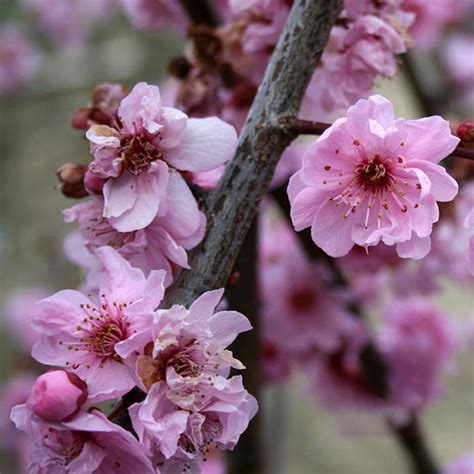 Prunus X Blireana Flowering Plum Tree Mail Order Trees