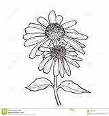 Echinacea Drawing Flowers Flower Drawings Drawn Hand Coneflower Line Illustration Purpurea Graphic Google Stock Preview Ink Purple Style sketch template