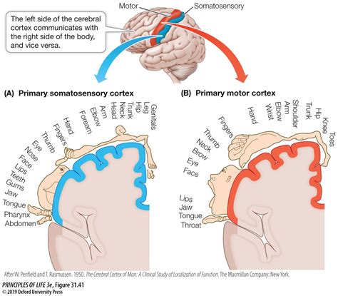 Organismal Bio Nervous Endocrine