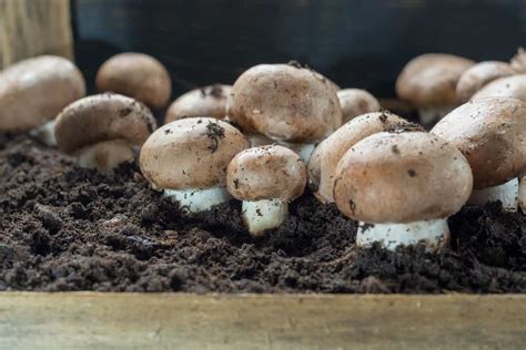 growing mushrooms  home  step  step guide