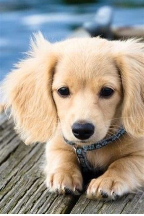 ultimate guide  golden weiner dog buzzsharercom