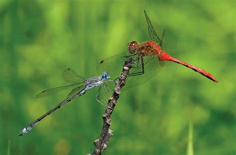 Pin By Lisa Grieman Howard On Fragility Dragonfly Photography