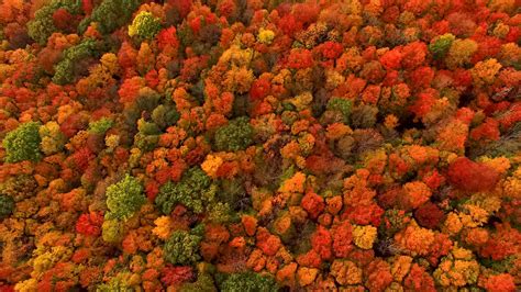 fall foliage turn  red  fiery  depends   york times