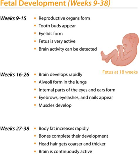 fetal development weeks 9 38