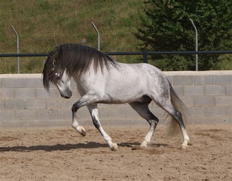 andalusian andalusian horse horses andalusian