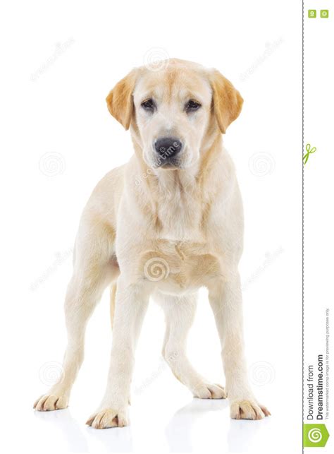 full body picture   labrador retriever dog standing stock photo image  golden retriever