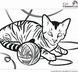 Calico Tabby Getcolorings sketch template