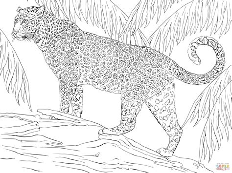 jaguar coloring pages    print