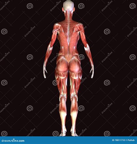 render depicting  muscle structure   human body male model stock illustration