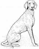 Weimaraner Ausmalen Ausmalbild Wyżeł Labradoodle Kolorowanka sketch template