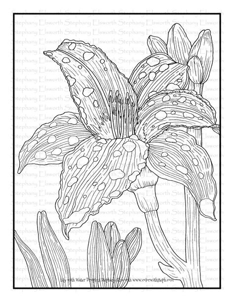 lily  water droplets   printable coloring page printable