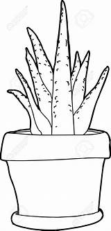 Aloe Drawing Vera Plant Outline Getdrawings sketch template