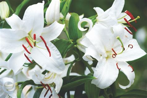 Casa Blanca Lilies Aka White Oriental Lily Flower Magazine