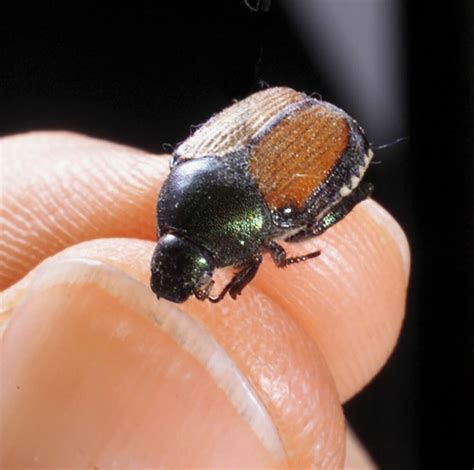japanese beetles emerge big time    region home  garden
