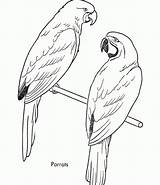 Coloring Parrot Pages Print sketch template