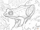 Frog Coloring Wood Pages Realistic Drawing Printable Getdrawings sketch template