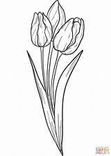 Coloring Pages Bouquet Tulips Printable sketch template
